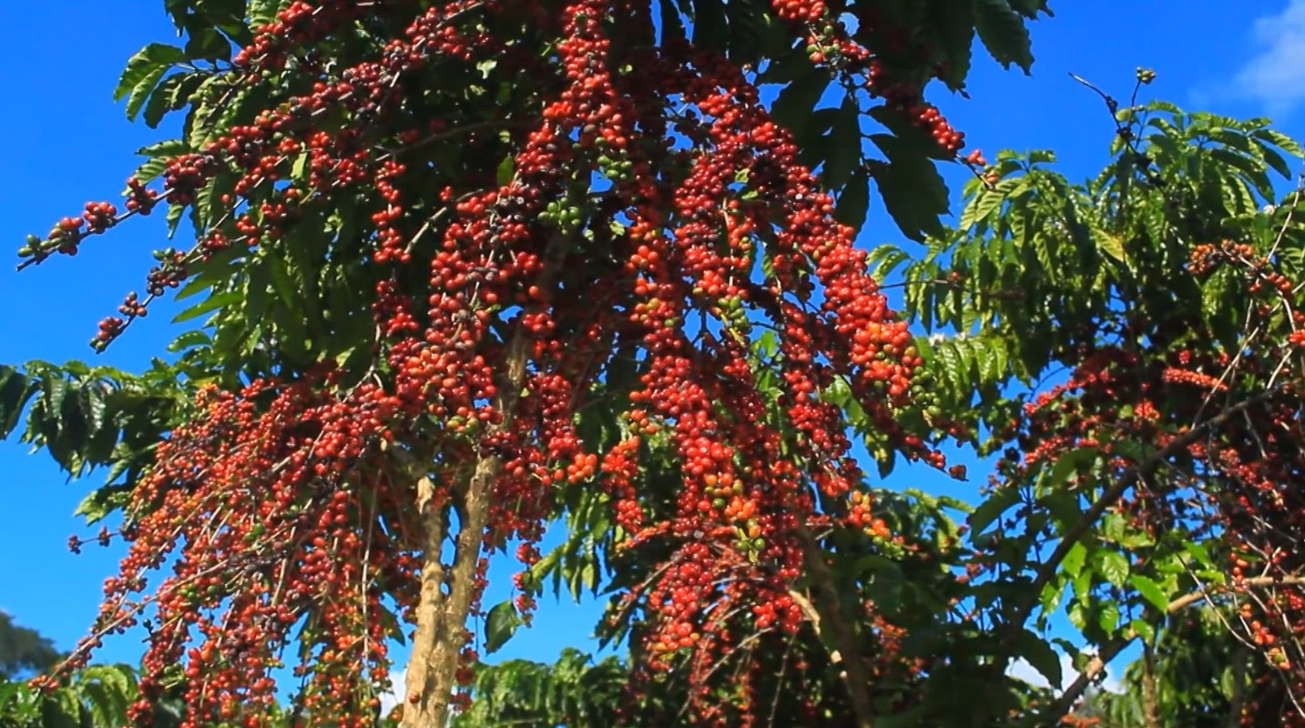 Amazonas Emerge Como Novo Polo Cafeeiro: O Impacto do Robusta Amazônico na Economia Regional