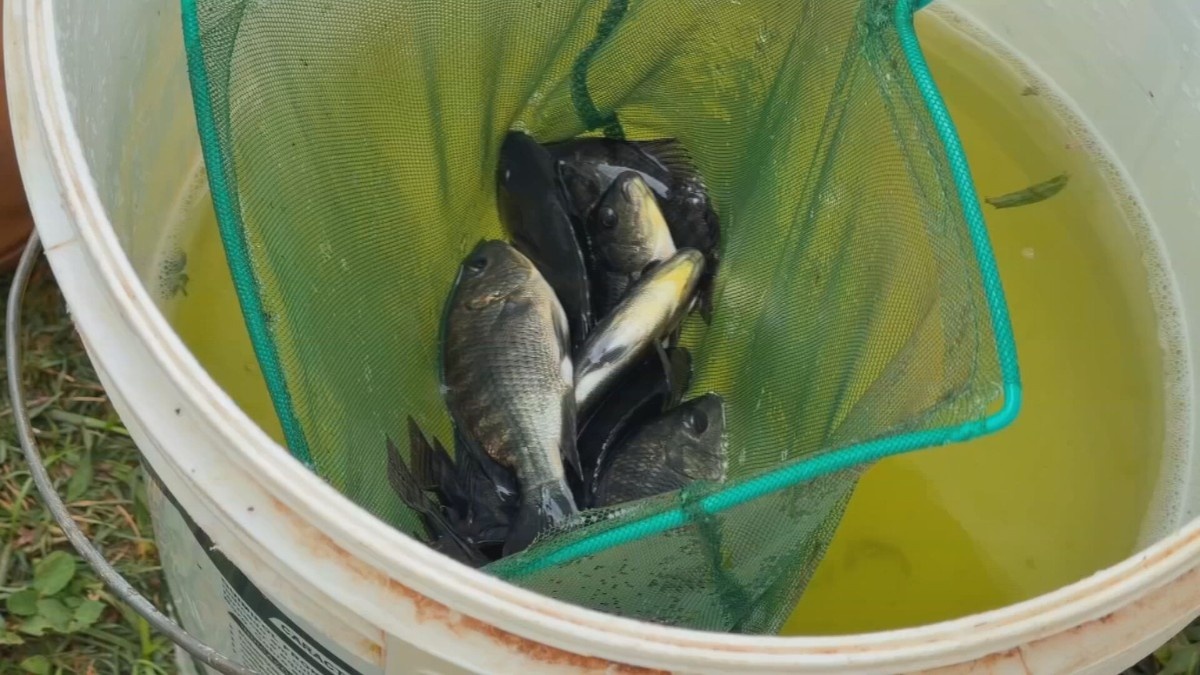 Revolução na Aquicultura: Como a Tilápia Paulista Redefine o Agronegócio e o Preço na Sua Mesa