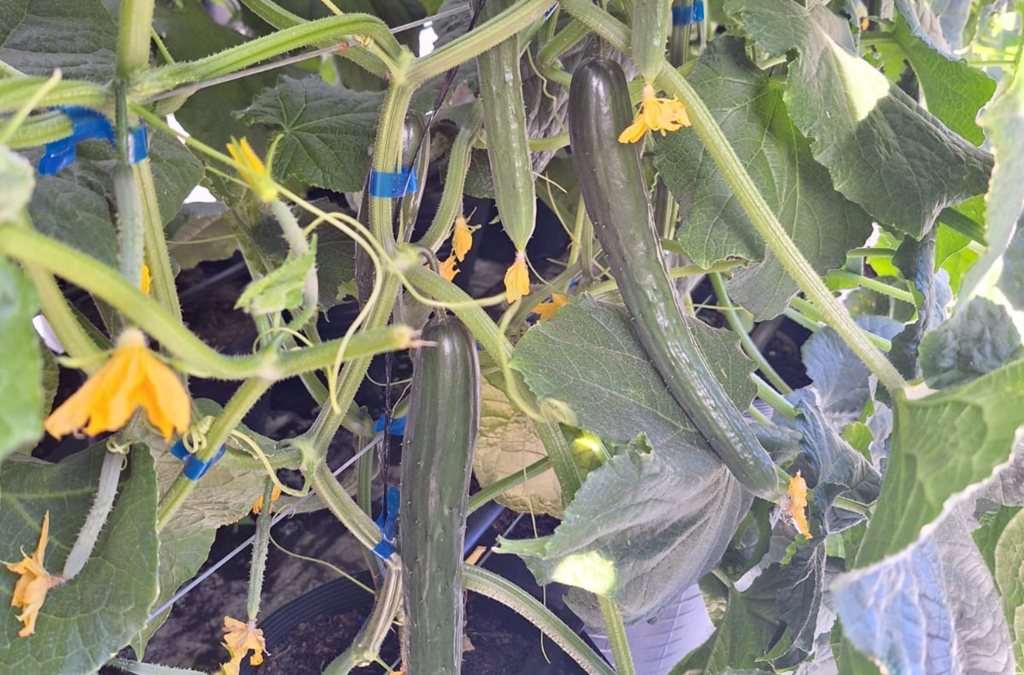 Roraima Desafia Limites Agrícolas: Inovação Semihidropônica Promete Revolucionar a Mesa do Boavistense