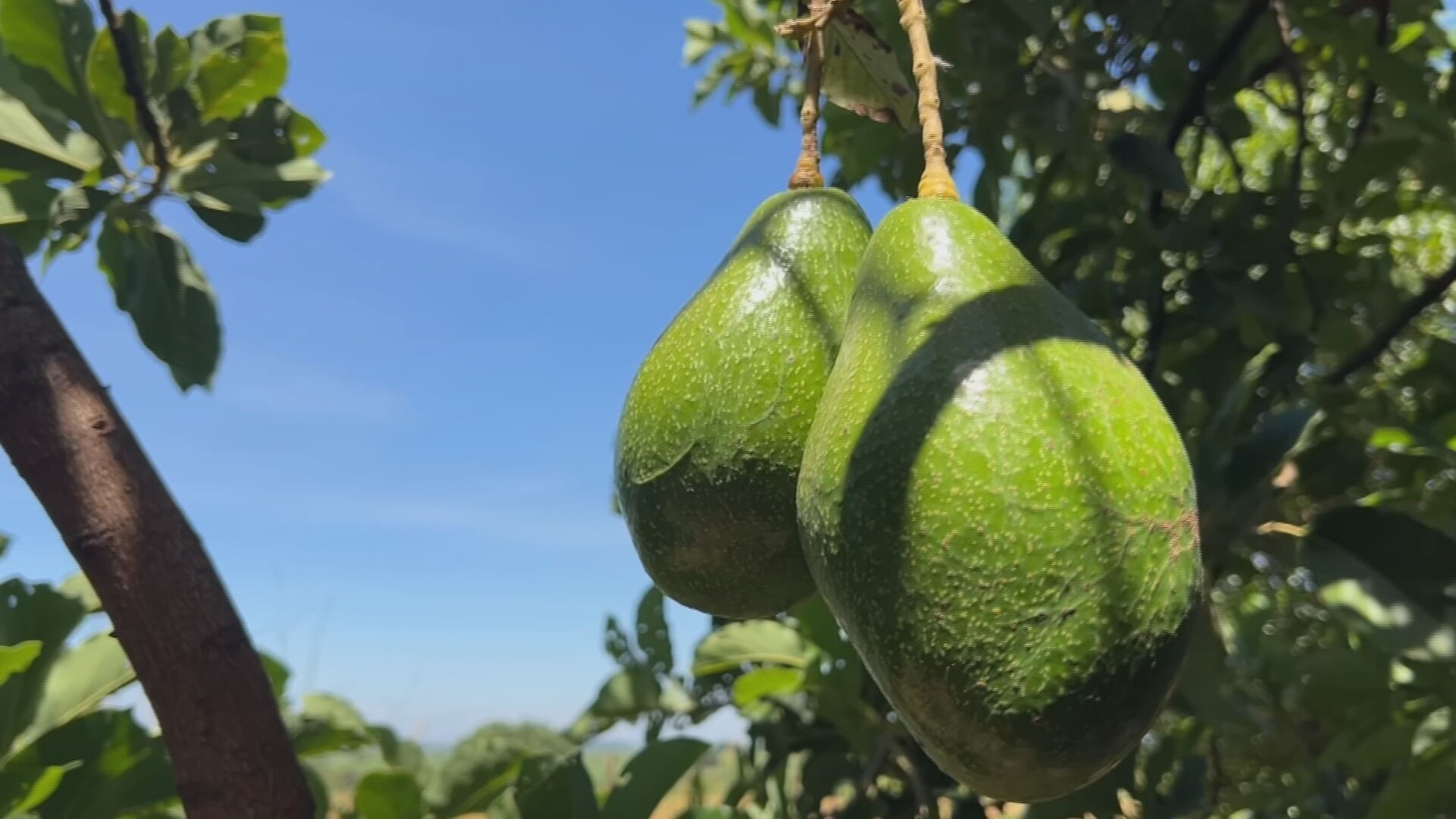 Safra Recorde de Abacate em Tupã: Entre a Bonança da Produção e o Desafio dos Preços no Mercado