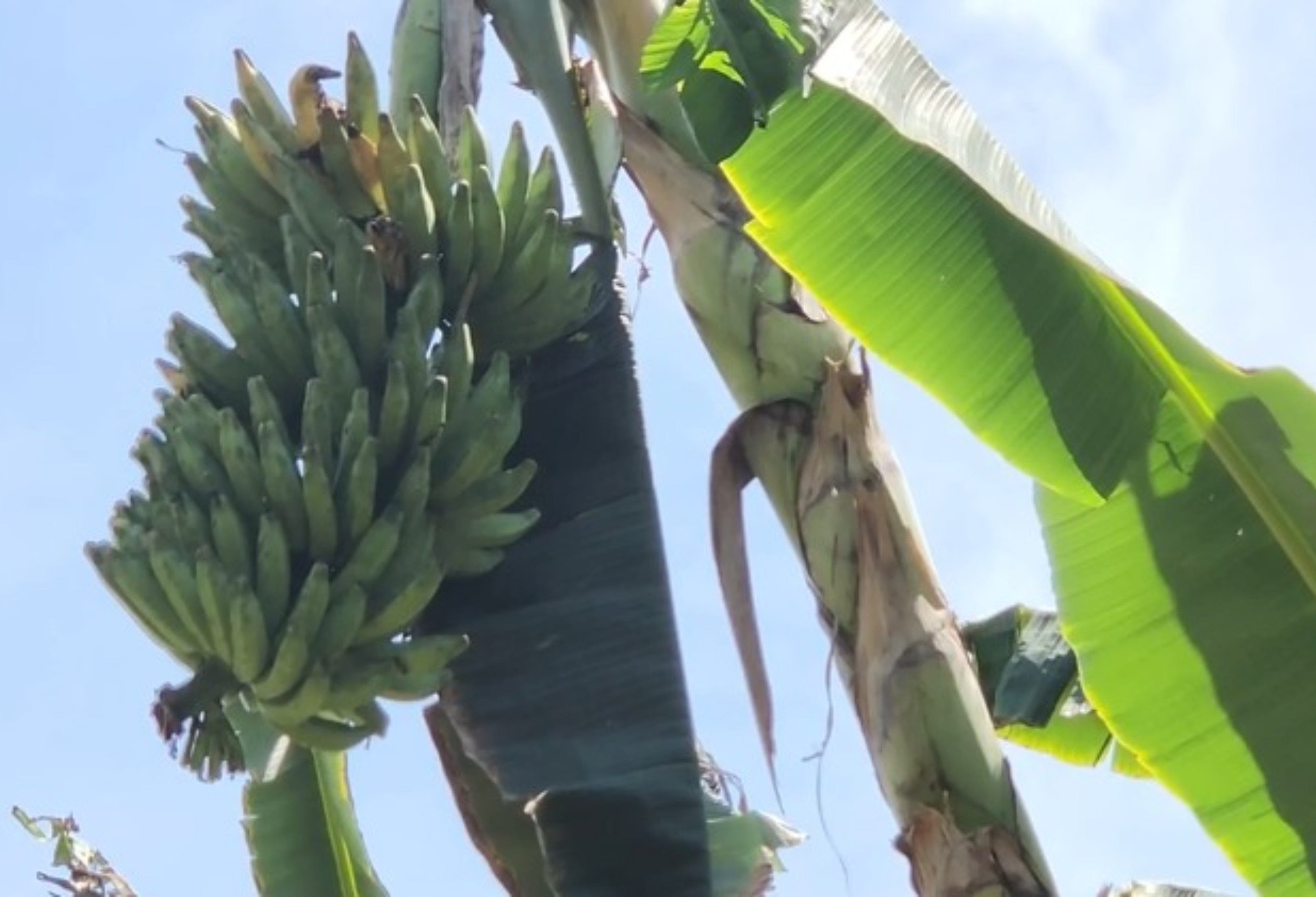 Produtores de banana em alerta contra praga bacteriana moko da bananeira