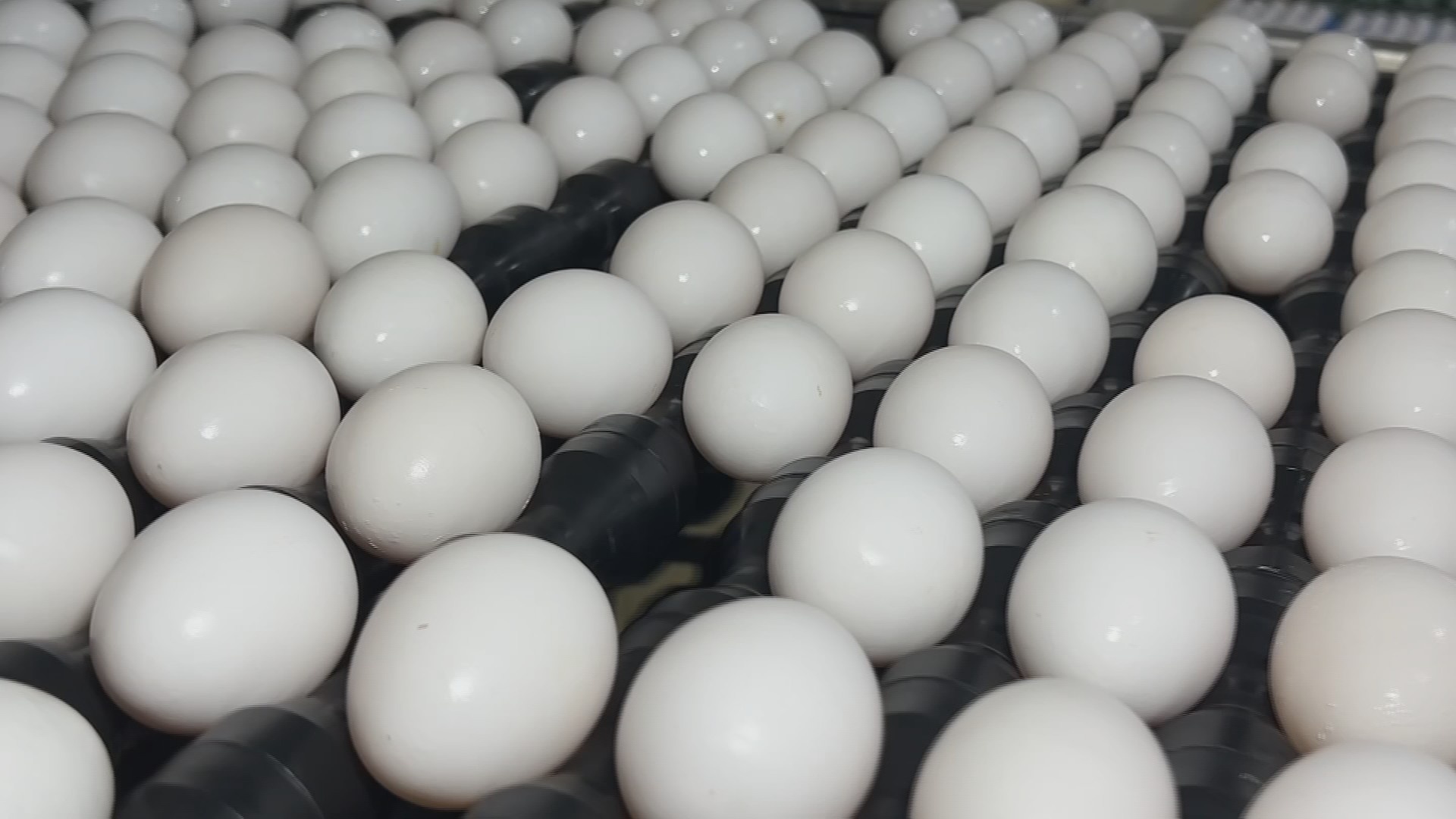 Mercado de Ovos em 2026: Análise da Estabilidade e os Custos Ocultos para o Consumidor