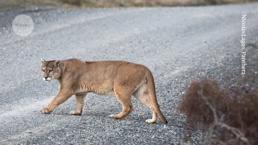 Pumas: O Elo Ecológico Inesperado na Segurança Viária e Conservação Humana