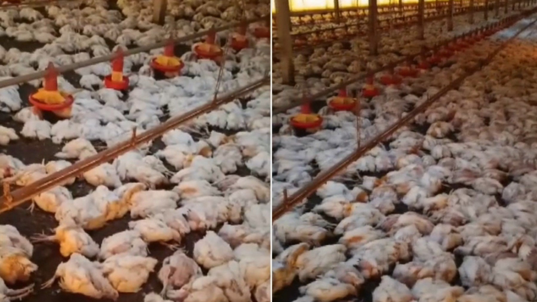 Queda de Energia Mata 20 Mil Frangos e Causa Prejuízo de R$ 150 Mil a Produtores no Paraná