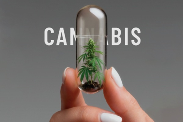 Cannabis Medicinal no Brasil: A Ciência no Centro do Debate sobre Acesso e Equidade