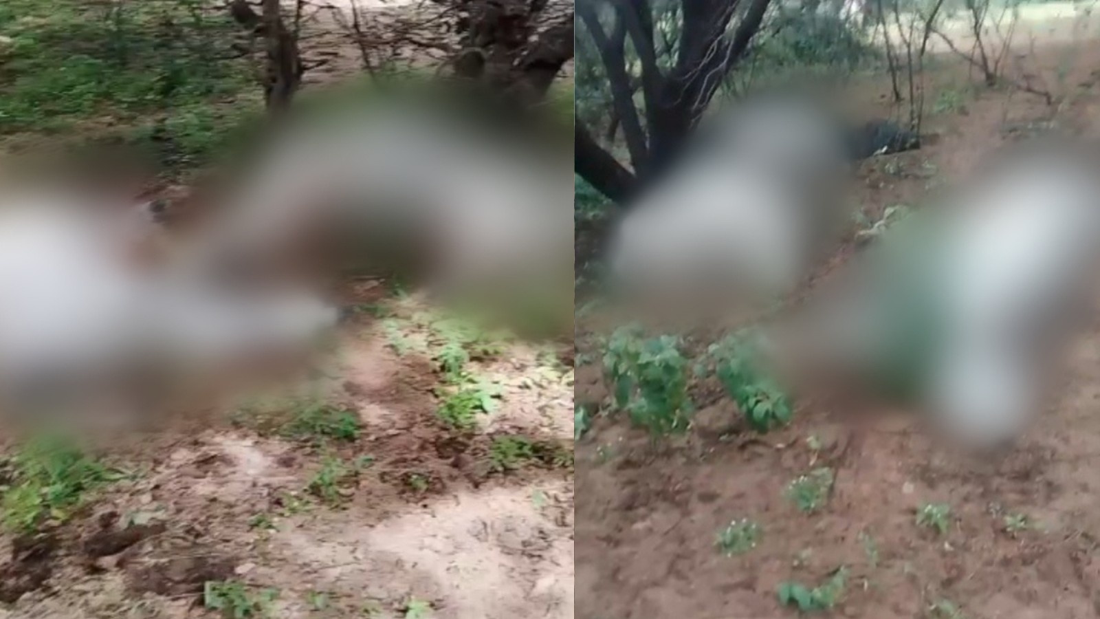 Piauí: Perda de Rebanho por Raio Revela Vulnerabilidade Econômica e Climática na Pecuária Regional