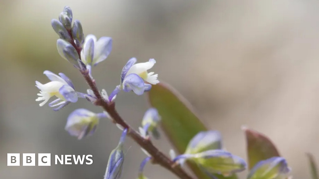 A Recuperação da Milkwort de Kentish: Lições para a Conservação Global