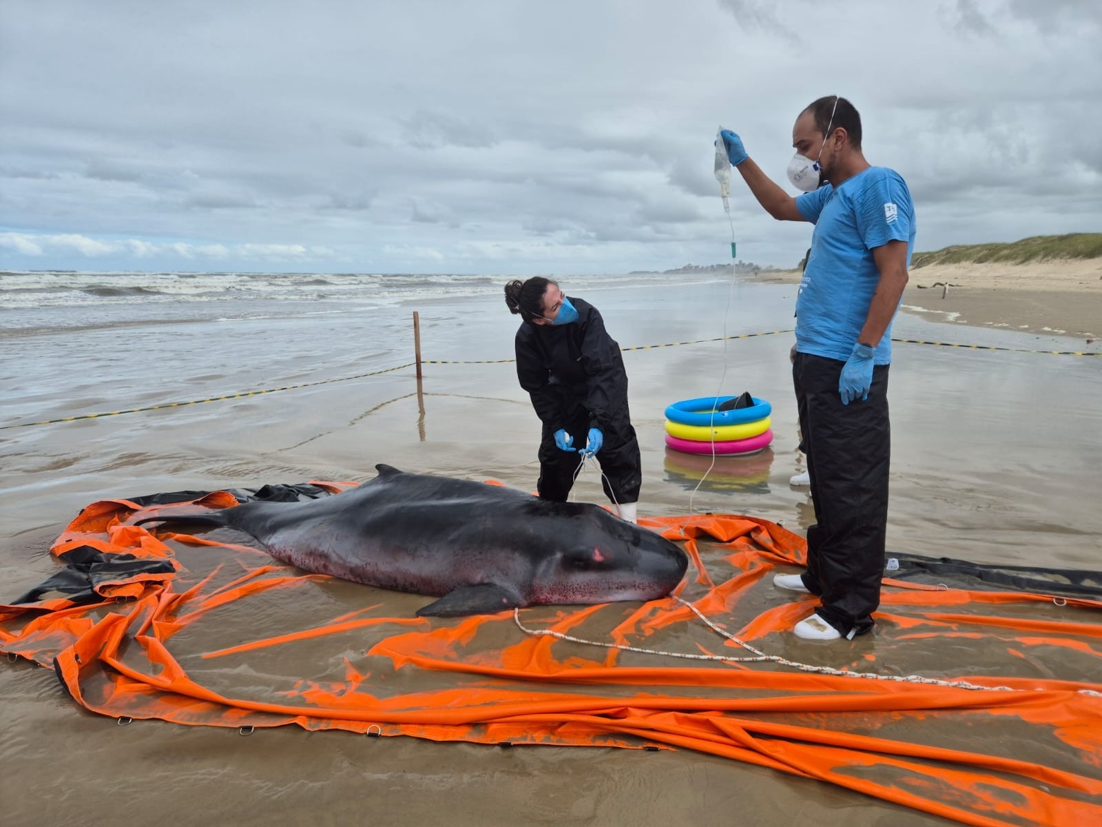 Encalhe de Cachalote-Anão em SC: Um Alerta Profundo para a Saúde Oceânica Regional