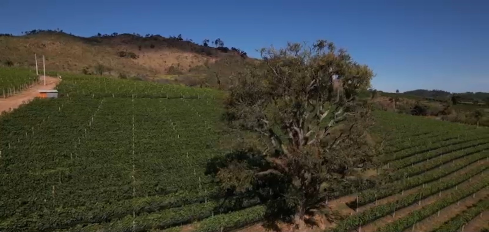 Enoturismo em São Paulo: A Rota do Vinho de Pinhal Pode Reconfigurar o Cenário de Investimento e Luxo no Interior Paulista