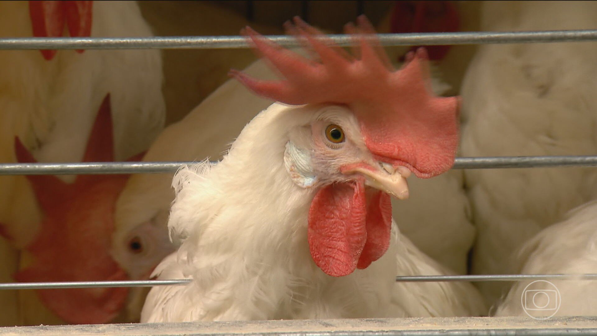 RS registra foco de gripe aviária em aves silvestres em reserva ecológica