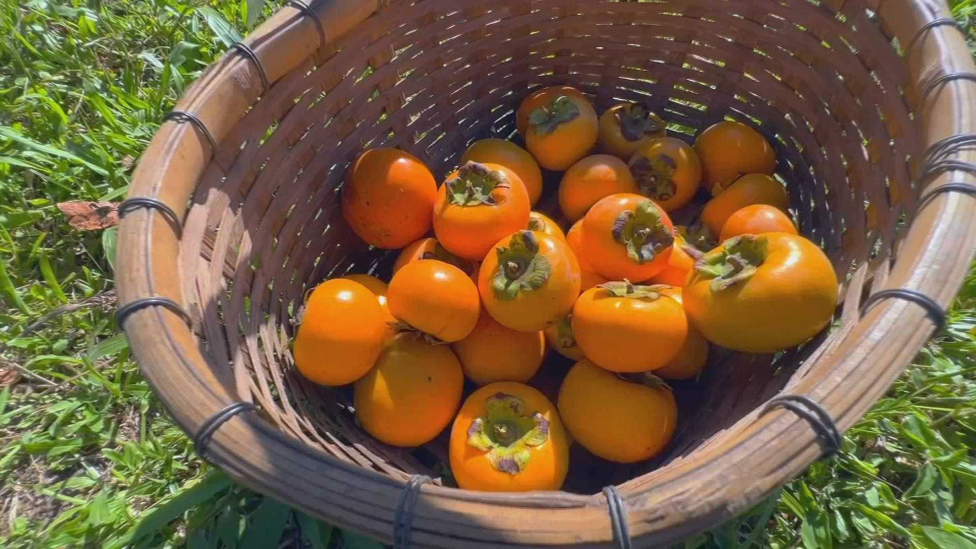 Safra de Caqui em SP: Abundância Que Desafia Mercados e Reinventa o Agrobusiness