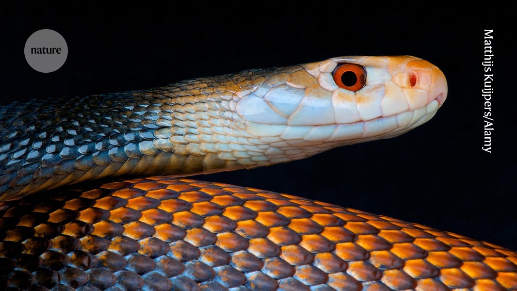 Reavaliação Global da Crise das Picadas de Serpente Urge por Inovação Médica