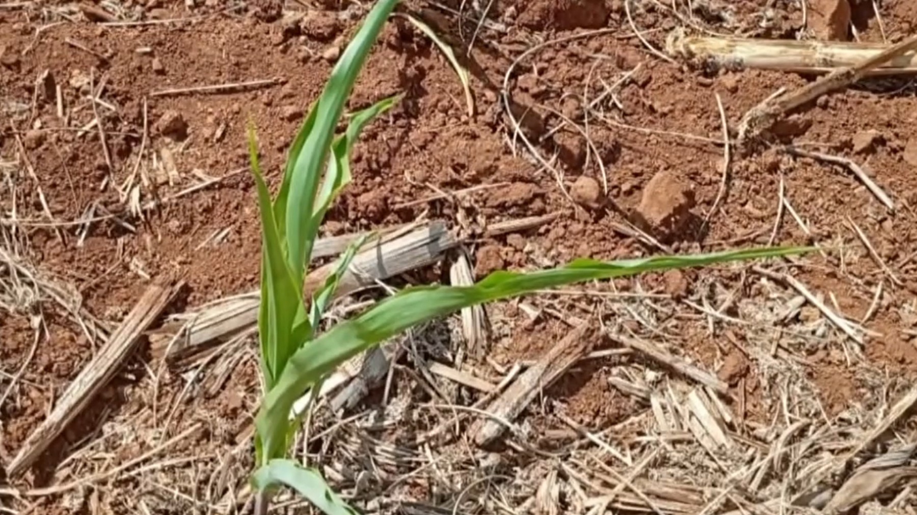 Estiagem Prolongada no Paraná: Além dos R$ 69 Milhões, Uma Análise da Fragilidade Hídrica e Econômica Regional