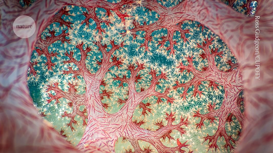 Veja iguanas caindo do céu e corais de dentro para fora