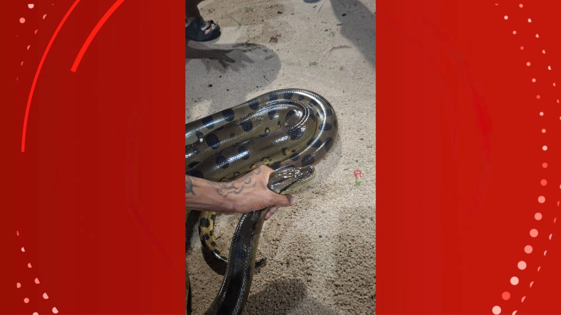 Sucuri em Balneário de Porto Grande: Análise do Impacto da Urbanização no Habitat Natural Amazônico