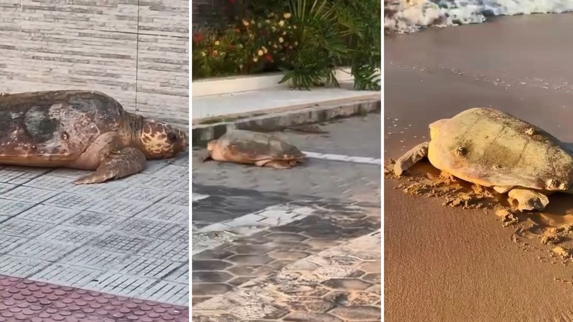 Tartaruga-Cabeçuda desorientada após desova é encontrada no meio da rua