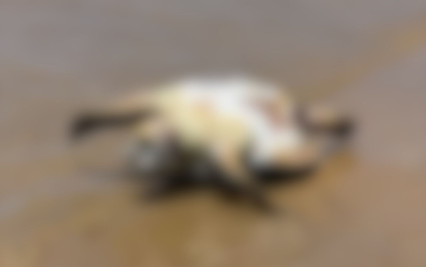 Morte de Tartaruga em Aruana: Um Sinal Inquietante para a Saúde do Litoral Sergipano