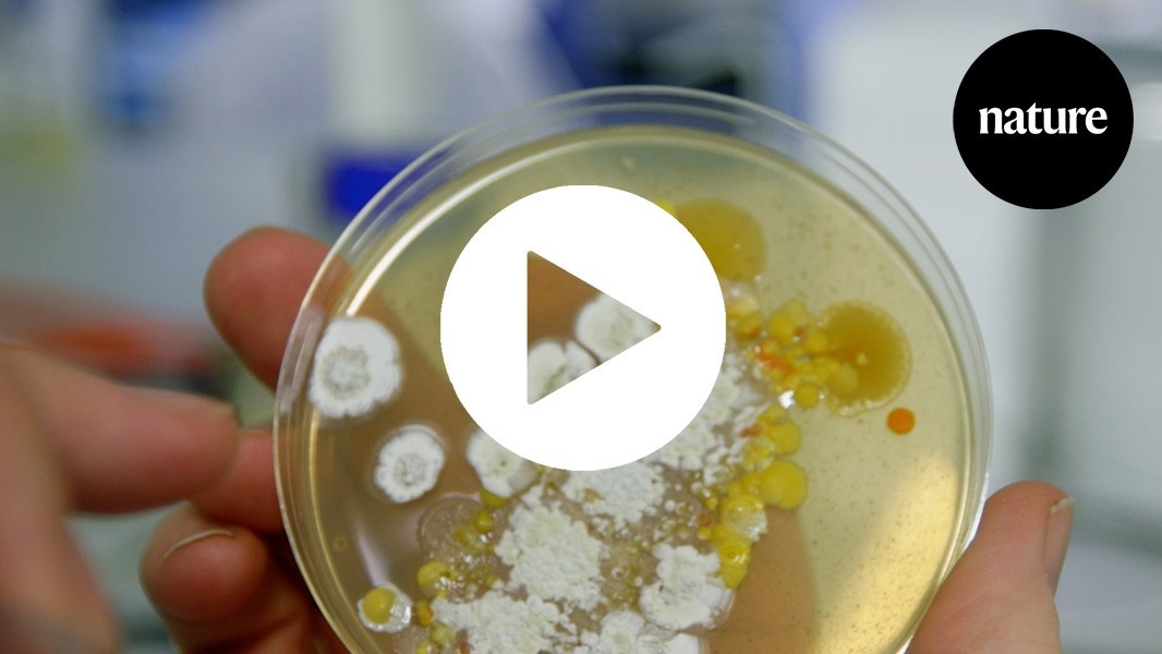 A Crise Silenciosa: A Caçada Global Urgente por Novos Antibióticos Redefine o Futuro da Medicina