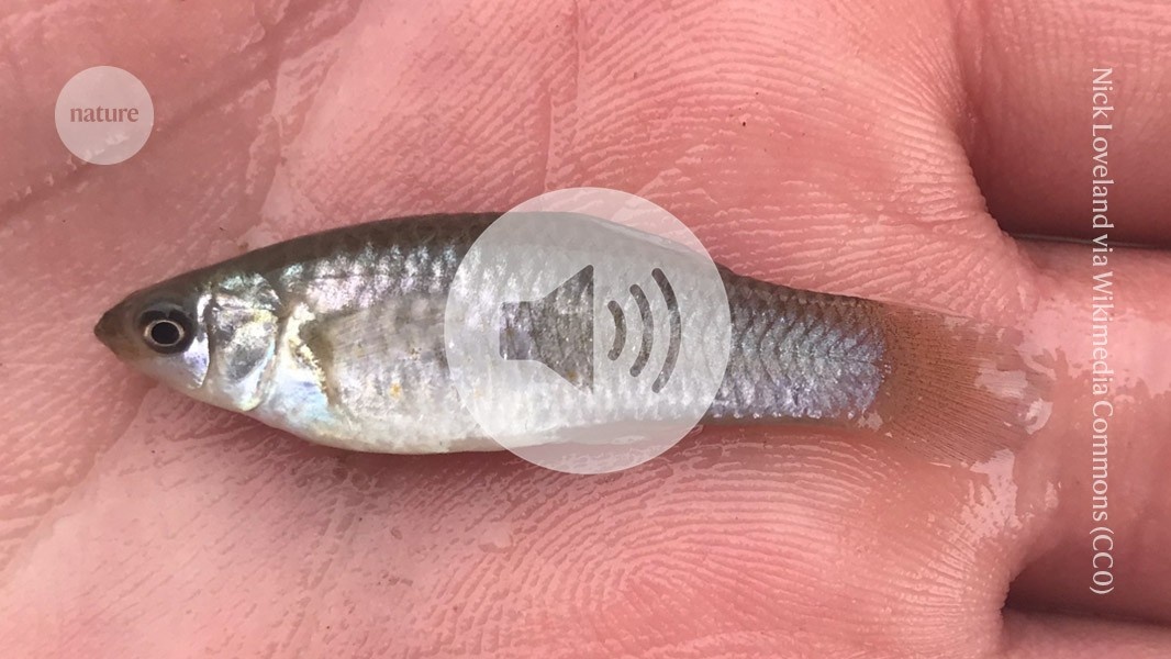 O Enigma da Evolução: Como Peixes Clones Desafiam Leis Biológicas Fundamentais