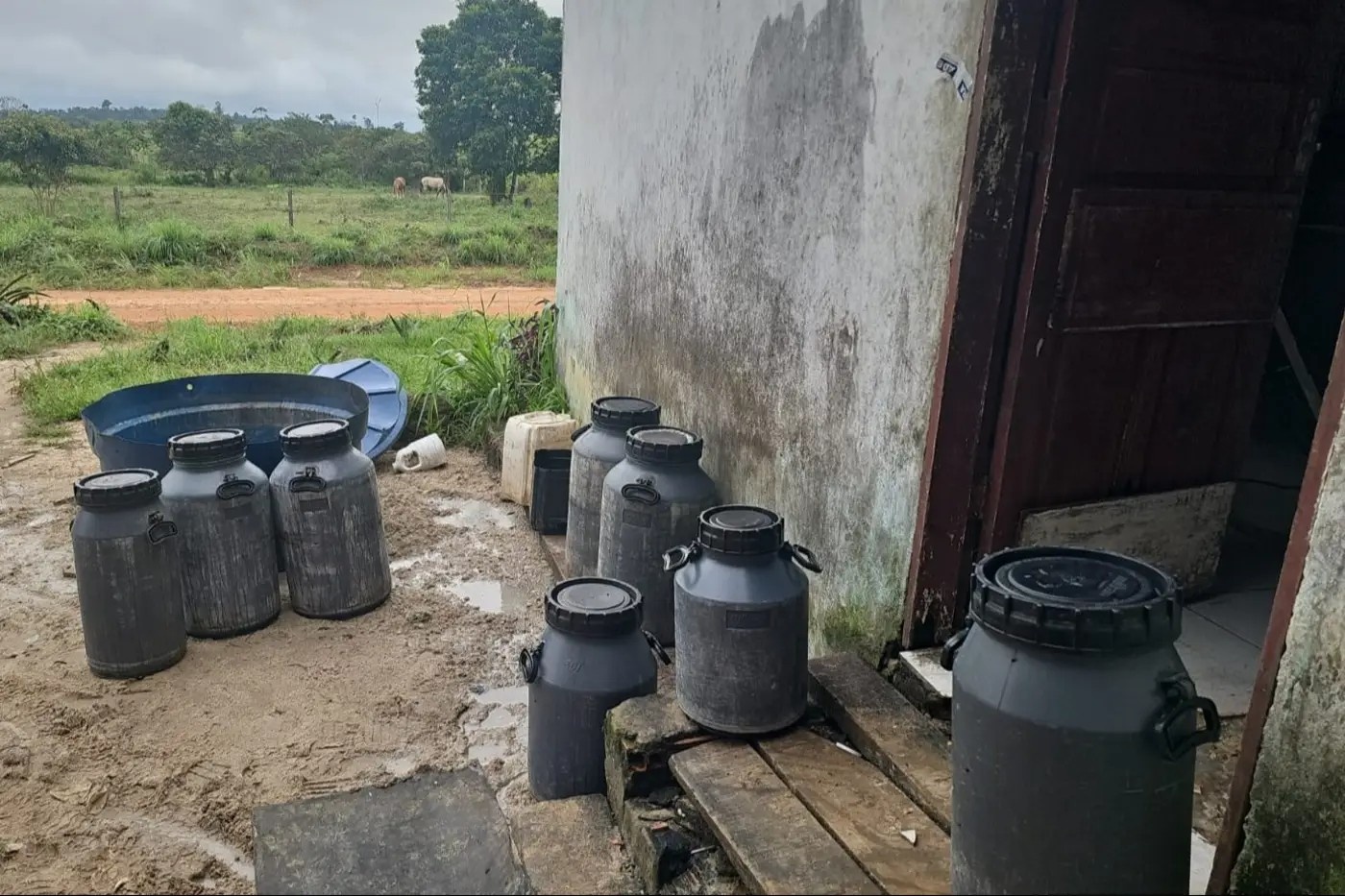 Operação Contra Queijarias Clandestinas no Pará Revela Desafios à Saúde Pública e Economia Local