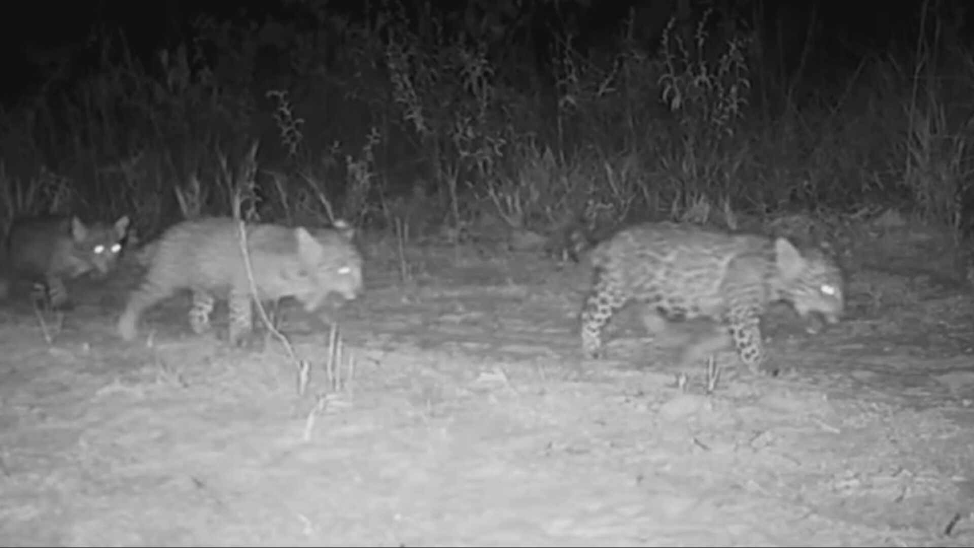 Trigêmeos de Onça-Pintada no Sertão Mineiro: Um Alerta para a Sustentabilidade Regional