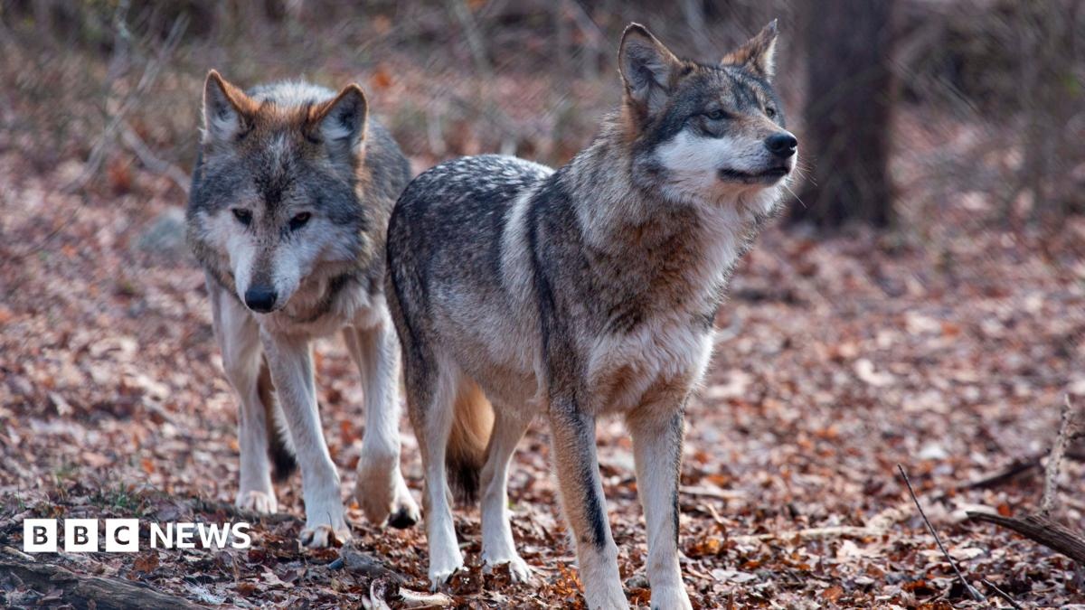 Deslistagem do Lobo Cinzento: A Tensão entre Economia Rural e a Ciência da Biodiversidade nos EUA