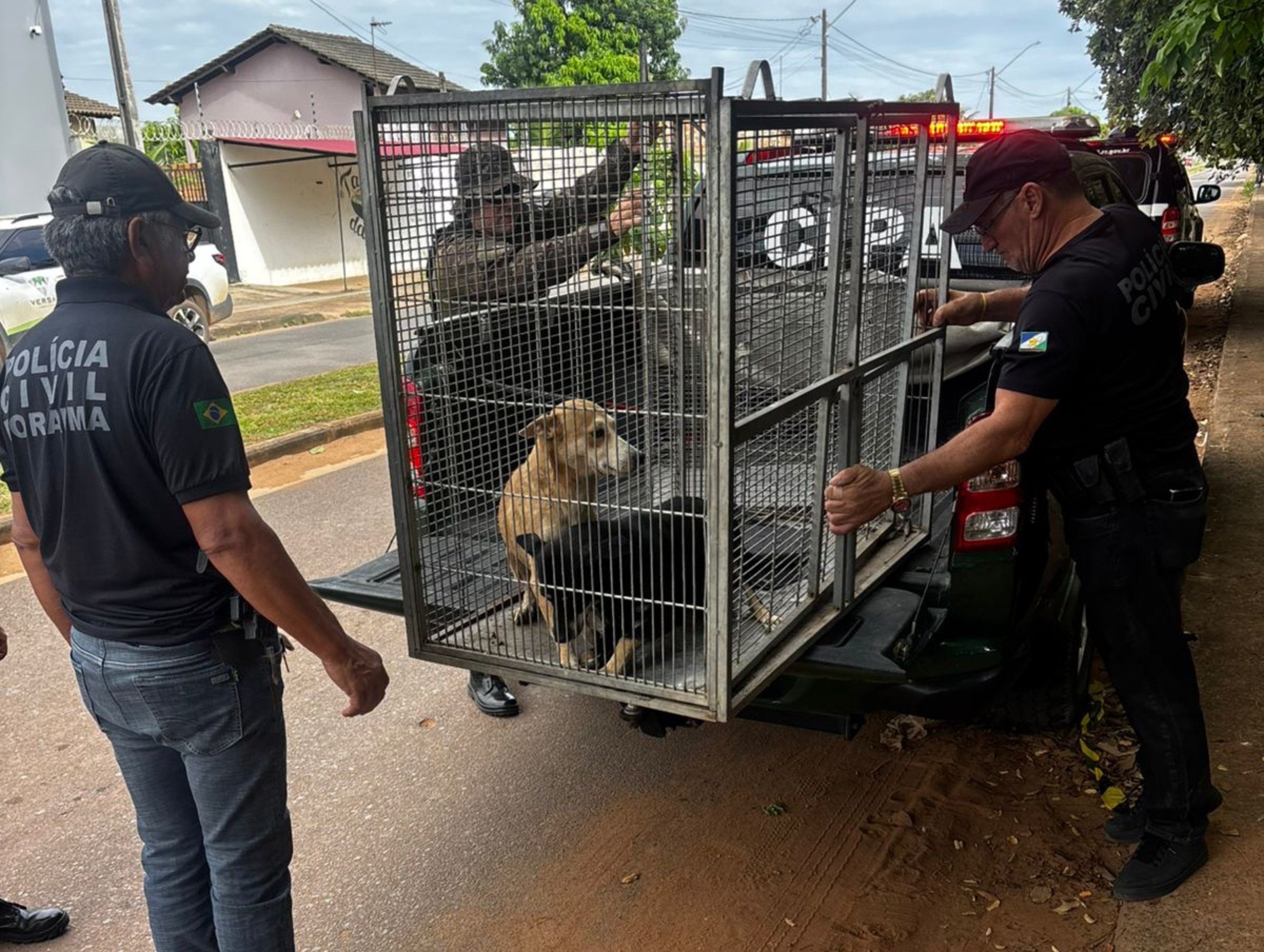 Roraima: Indiciamento de Tutor por Abuso Animal Desafia Percepções sobre Guarda Responsável