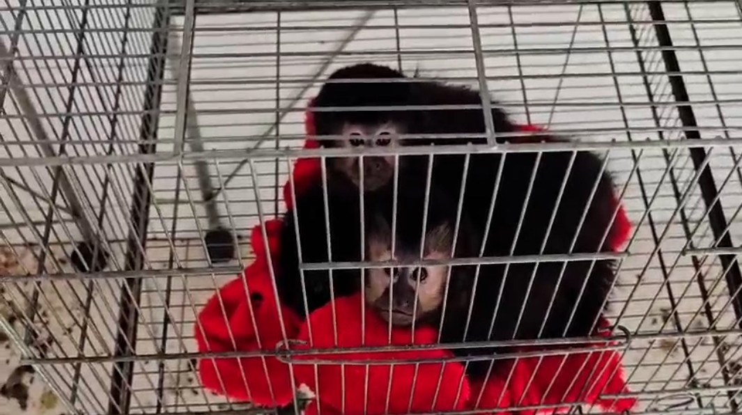 O Fim do Último Criadouro de Macacos-Prego no Brasil: Uma Análise da Rede de Tráfico e Seus Impactos Regionais em SC