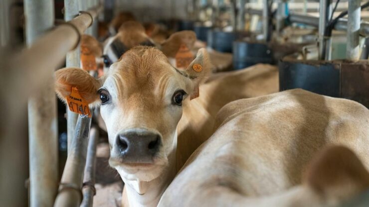A Influência Inédita da JBS: Como um Encontro no Salão Oval Remodelou o Mercado Global de Carne