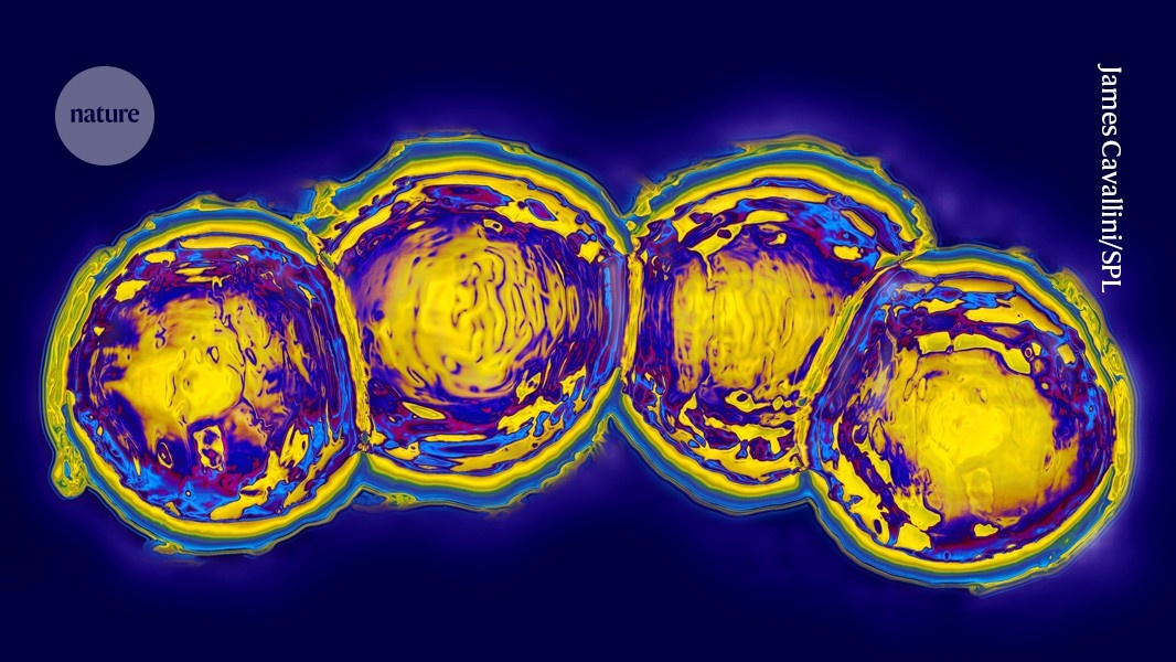 Revolução na Saúde Pública: A Busca por uma Vacina Universal contra Pneumococo se Torna Realidade