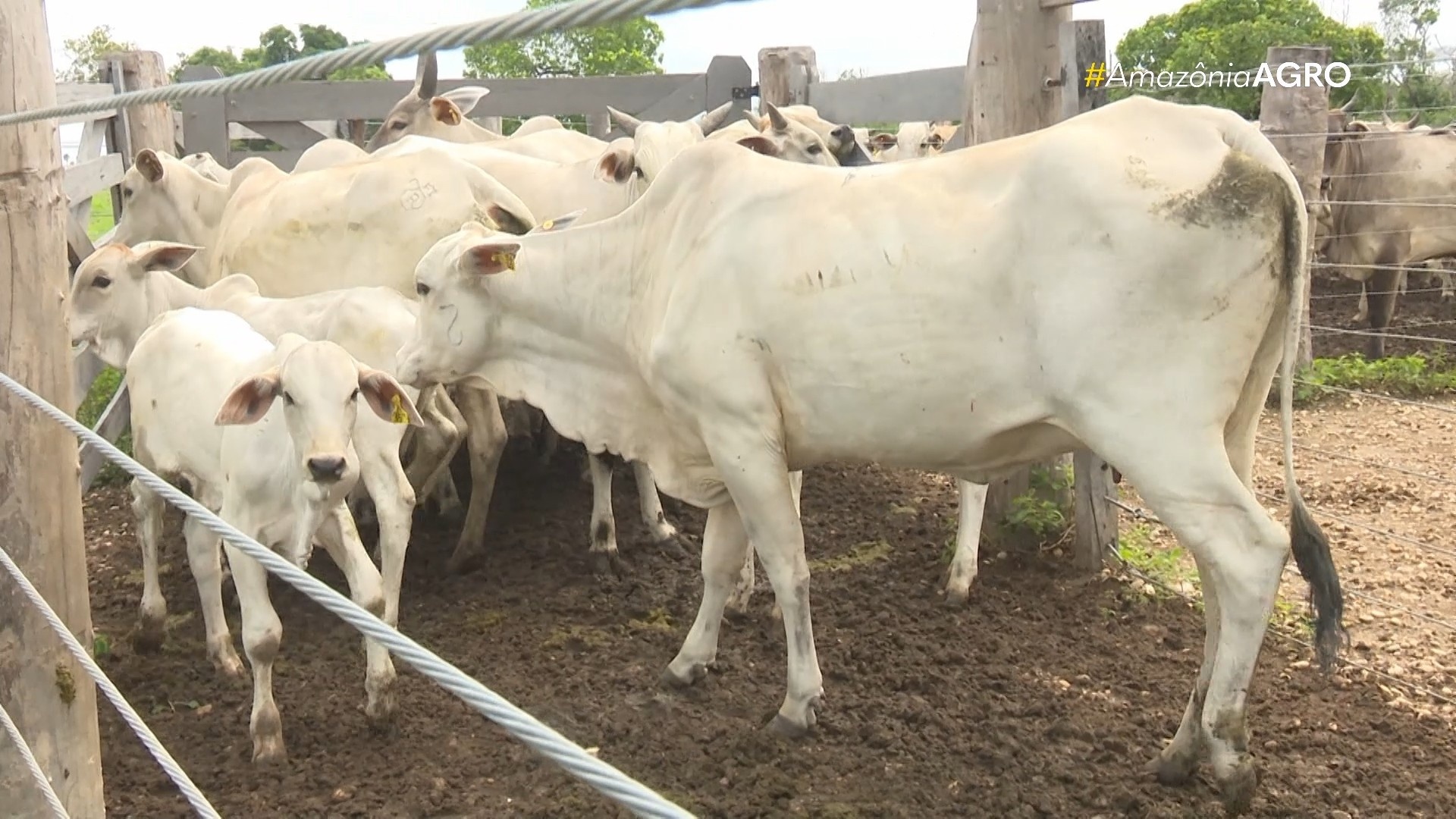 Avanço Genético em Roraima: Análise Profunda da Fertilização In Vitro e Seu Impacto Econômico Regional