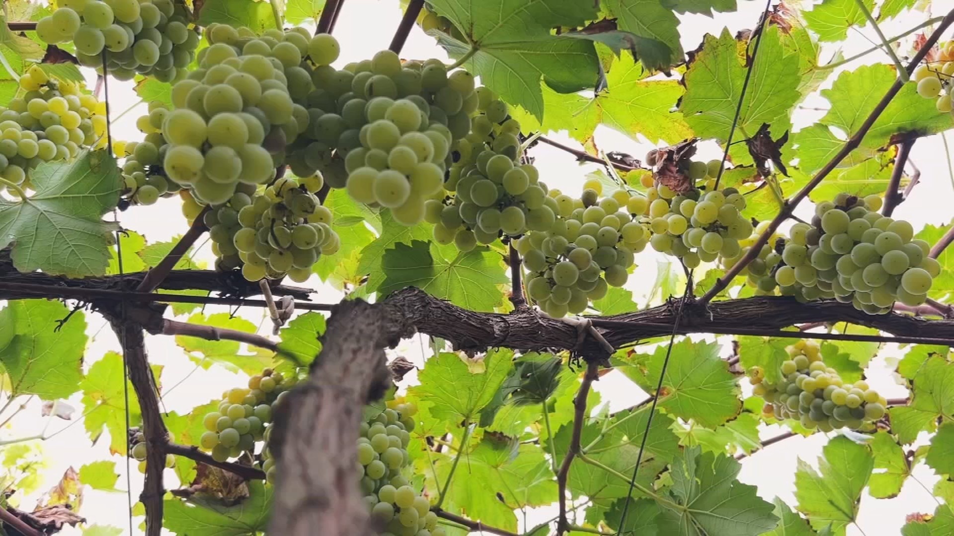A resiliência da BRS Lorena e o novo paradigma do vinho paulista