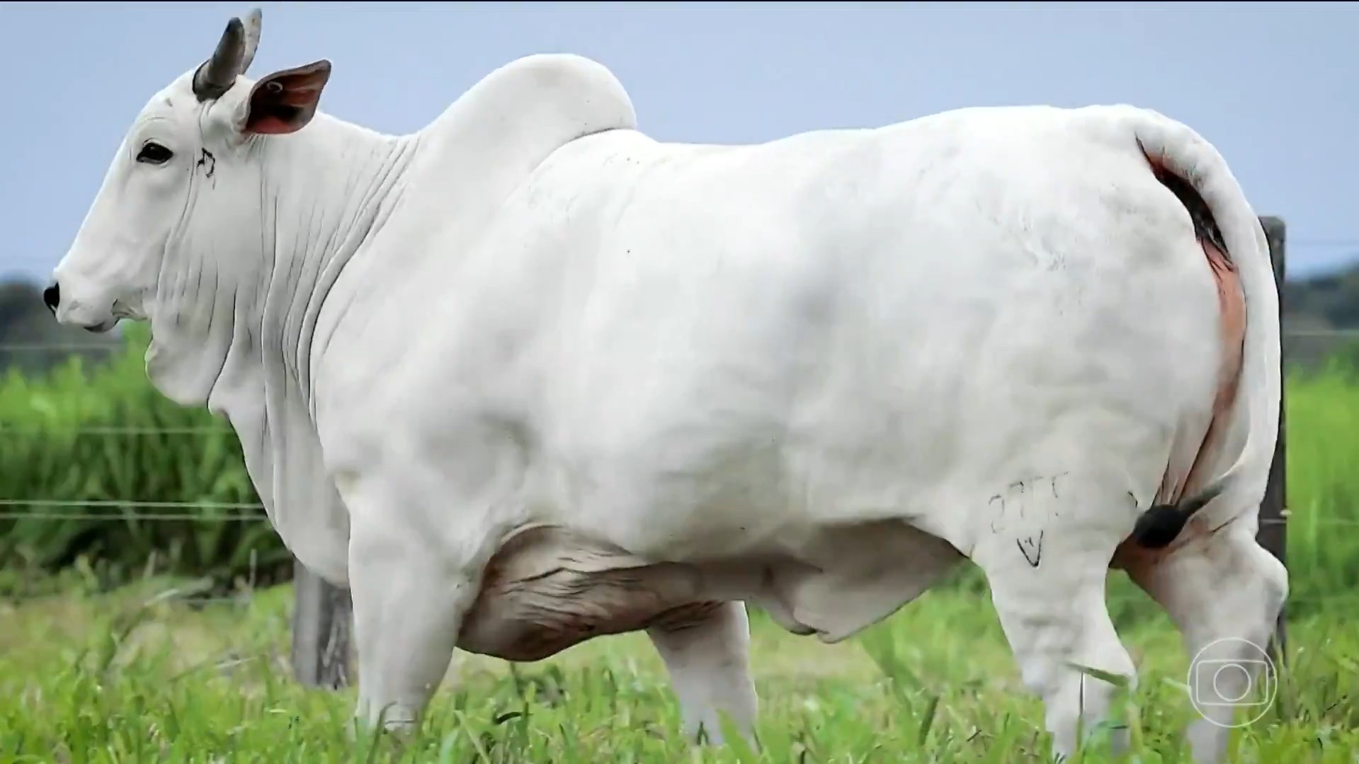 Mato Grosso Lidera Revolução Genética Bovina com Recorde de Fertilidade Inédito