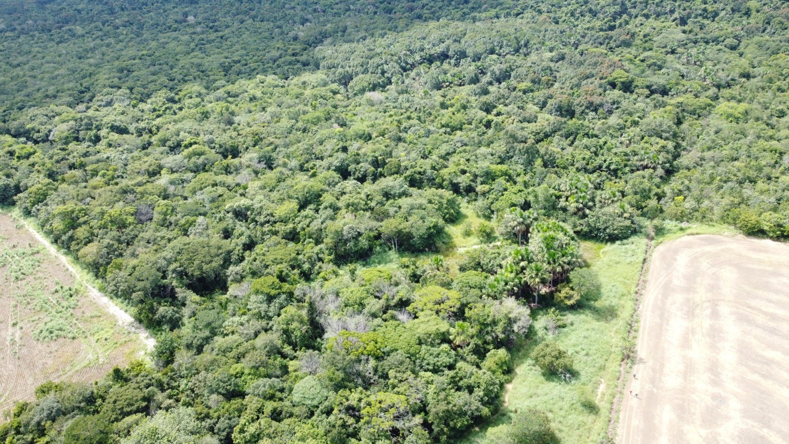 Sobrevivência na Mata Tocantinense: Análise Profunda do Caso Adenir e a Resiliência Regional
