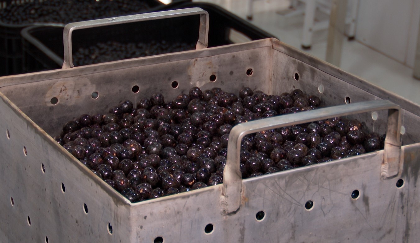 Crise do Açaí no Amapá: Um Alerta Profundo para a Saúde e a Economia Regional