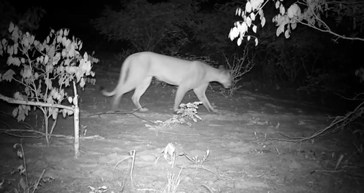 Reemergência da Onça-Parda em Alagoas: Um Termômetro da Vitalidade Ecológica no Sertão