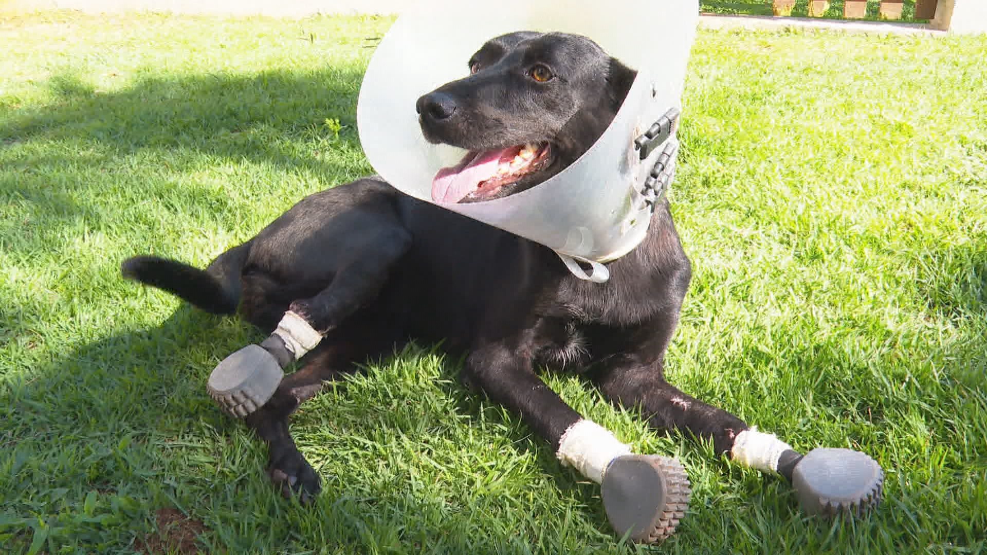 Pioneirismo Veterinário no RS: O Caso Anja e o Futuro da Proteção Animal Regional