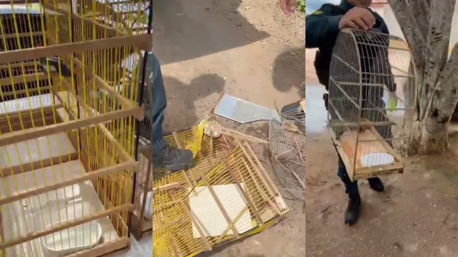 Resgates de Aves Silvestres no Piauí Revelam Dilemas da Conscientização e Fiscalização Ambiental