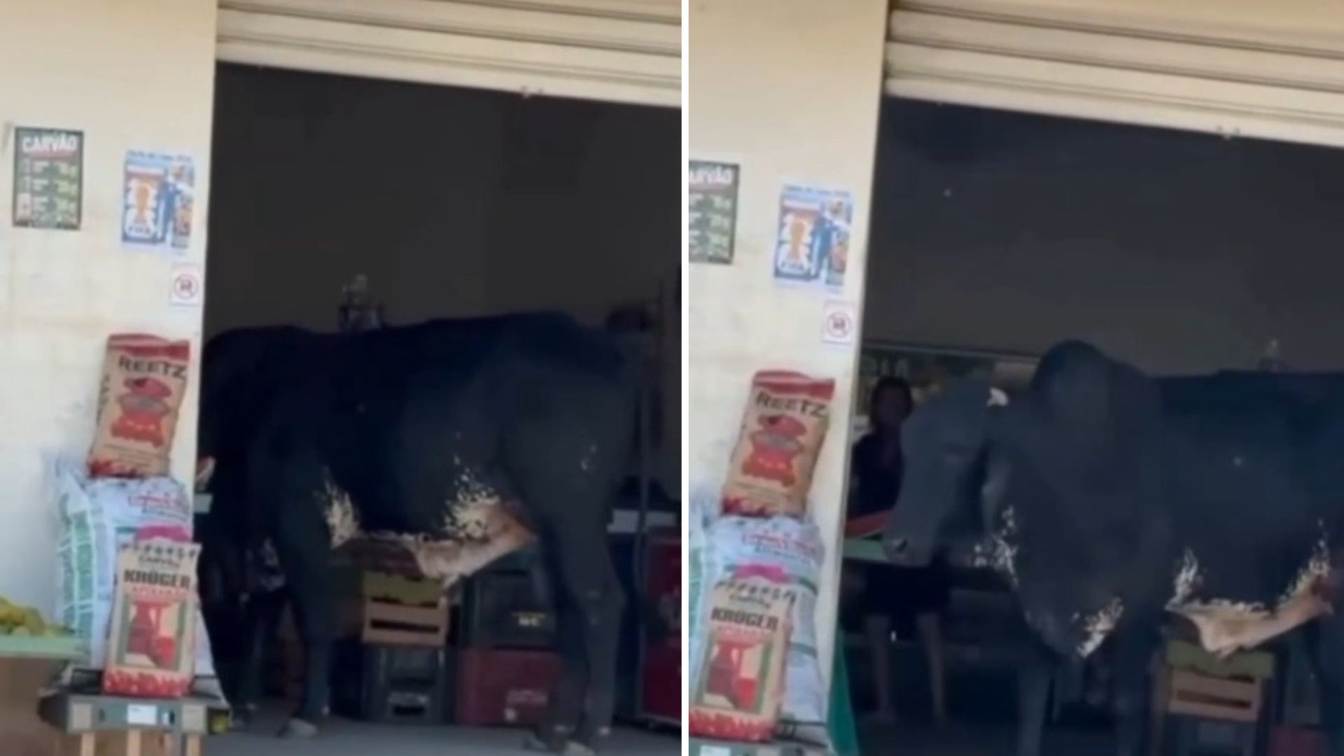 Invasão Inusitada em Mercearia de Cariacica: Um Alerta para a Segurança Urbana e a Gestão Animal