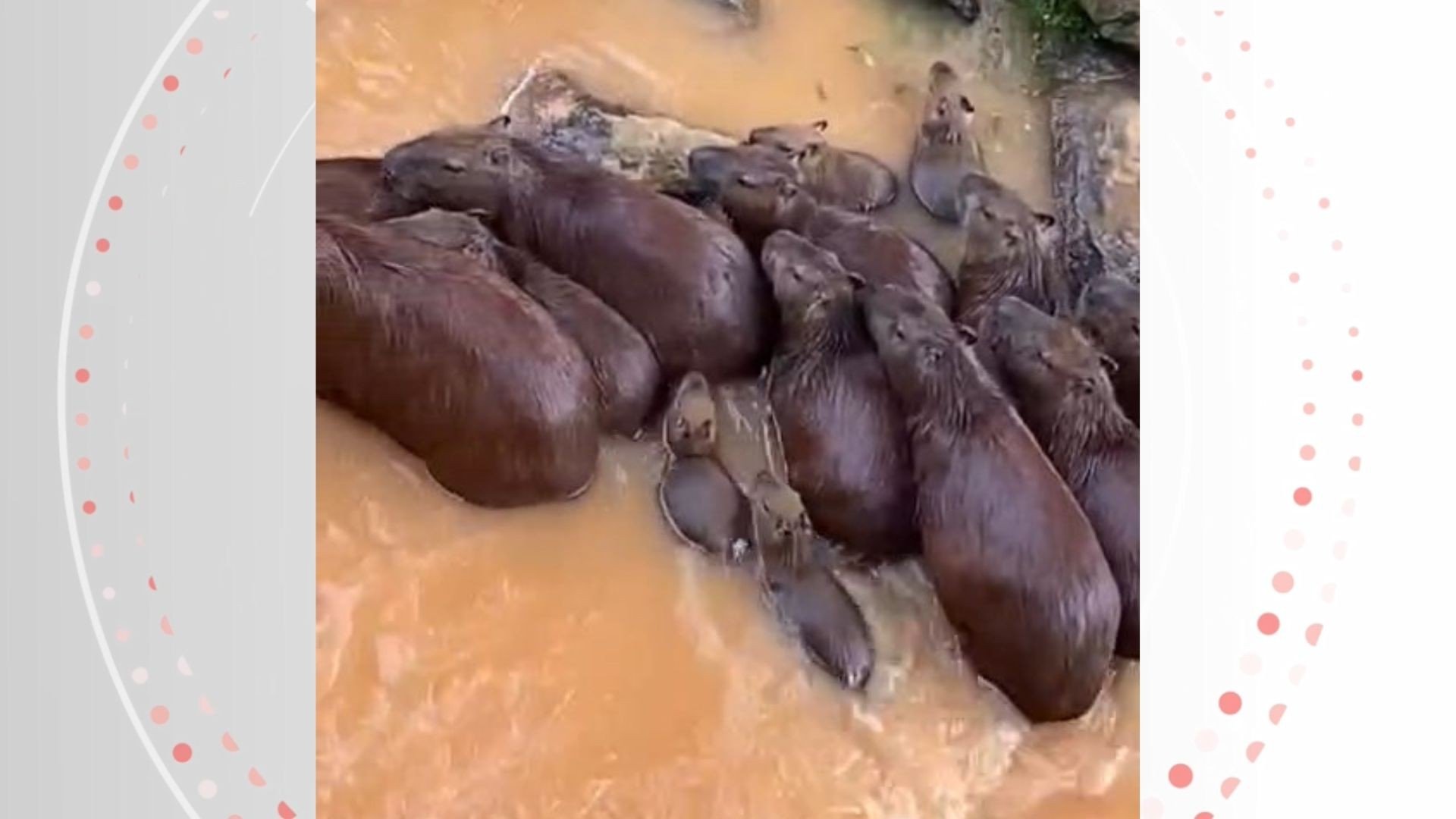 Capivaras são flagradas nadando em correnteza de rio após cheia no ES