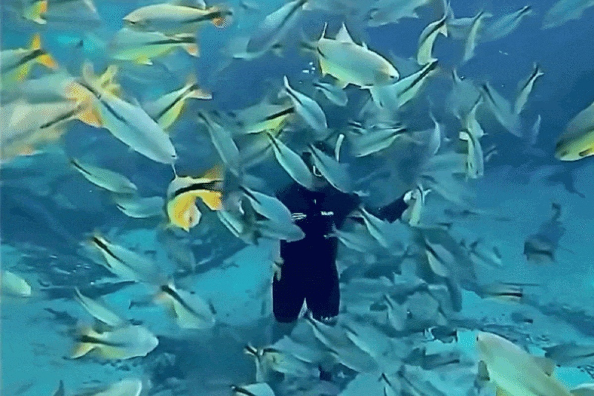 A Prosperidade Submersa: Como a Vida Aquática do Rio Olho d’Água Redefine o Ecoturismo em Jardim, MS