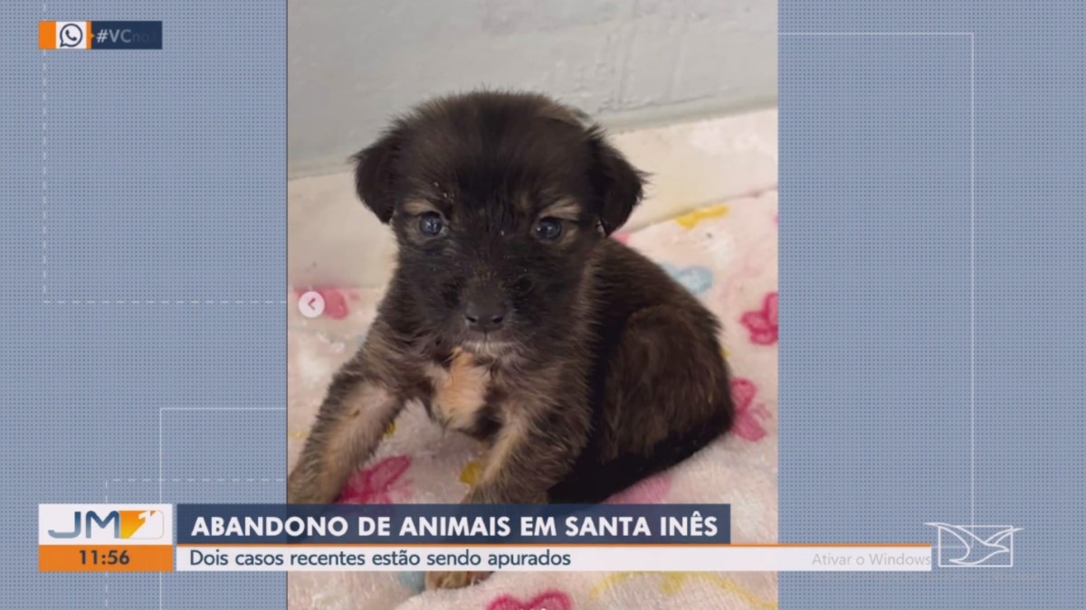 Dois Casos de Maus-Tratos a Animais São Registrados em Santa Inês