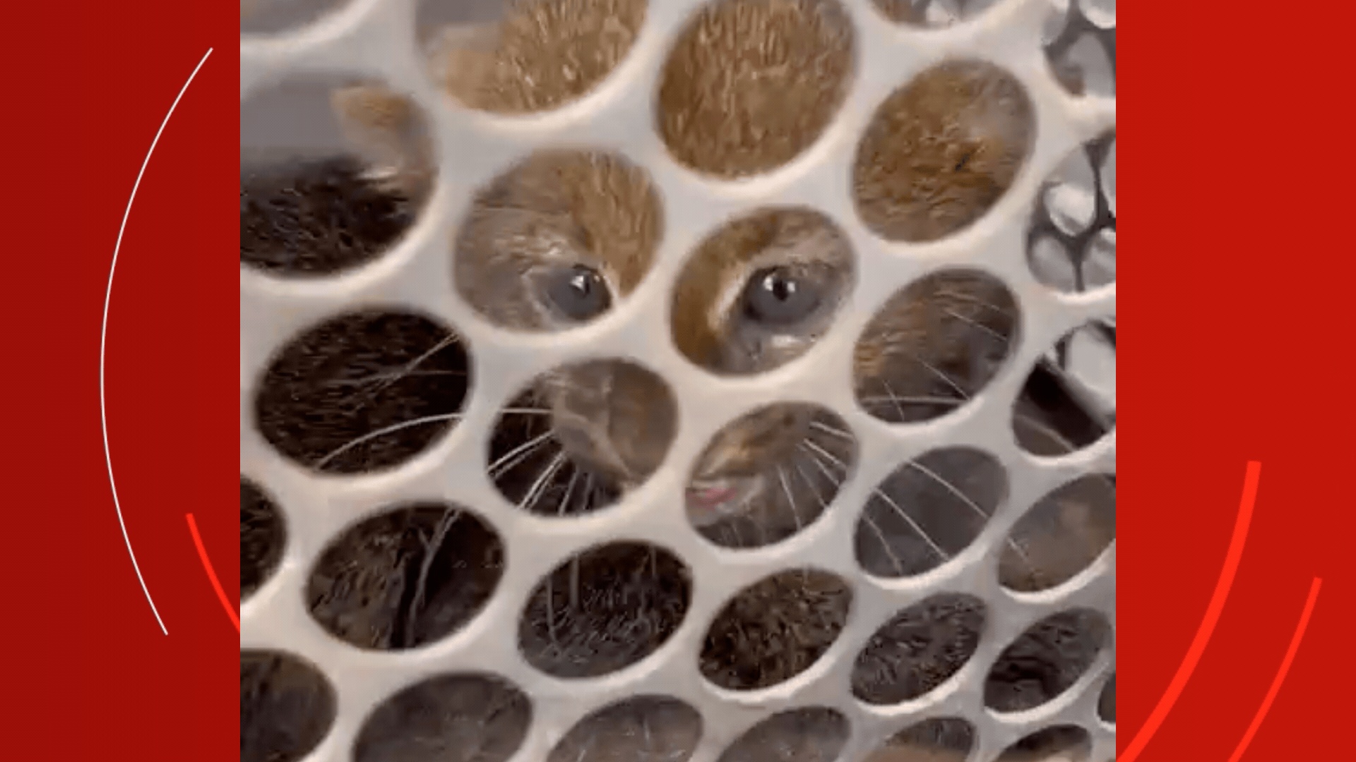 O Alerta Silencioso de Porto Alegre do Norte: Gato-Mourisco Resgatado Revela Tensões Ambientais em MT