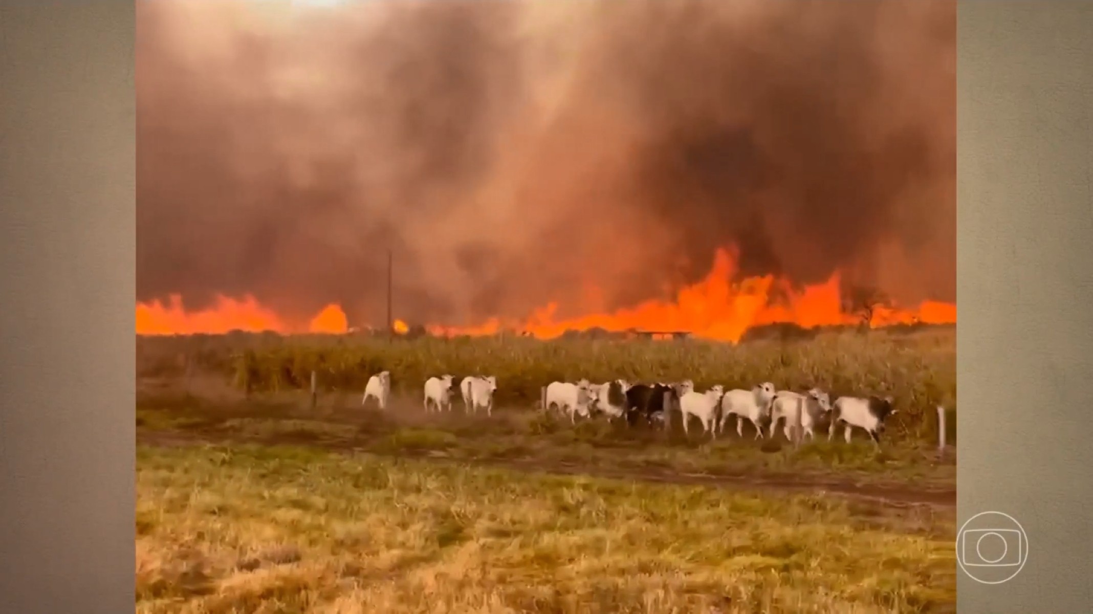 Incêndios no Triângulo Amazônico: A Crise Silenciosa que Ameaça o Prato do Brasileiro