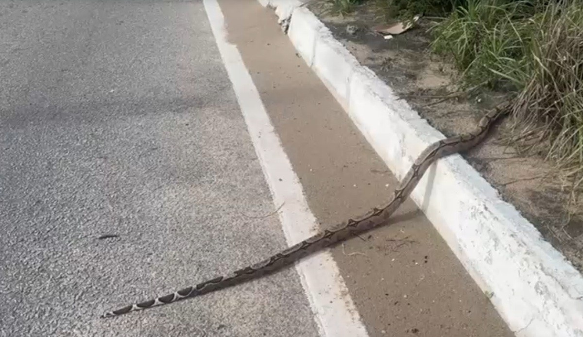 Coexistência Urgente: A Jiboia na Via Costeira de Natal e o Desafio da Urbanização Sustentável