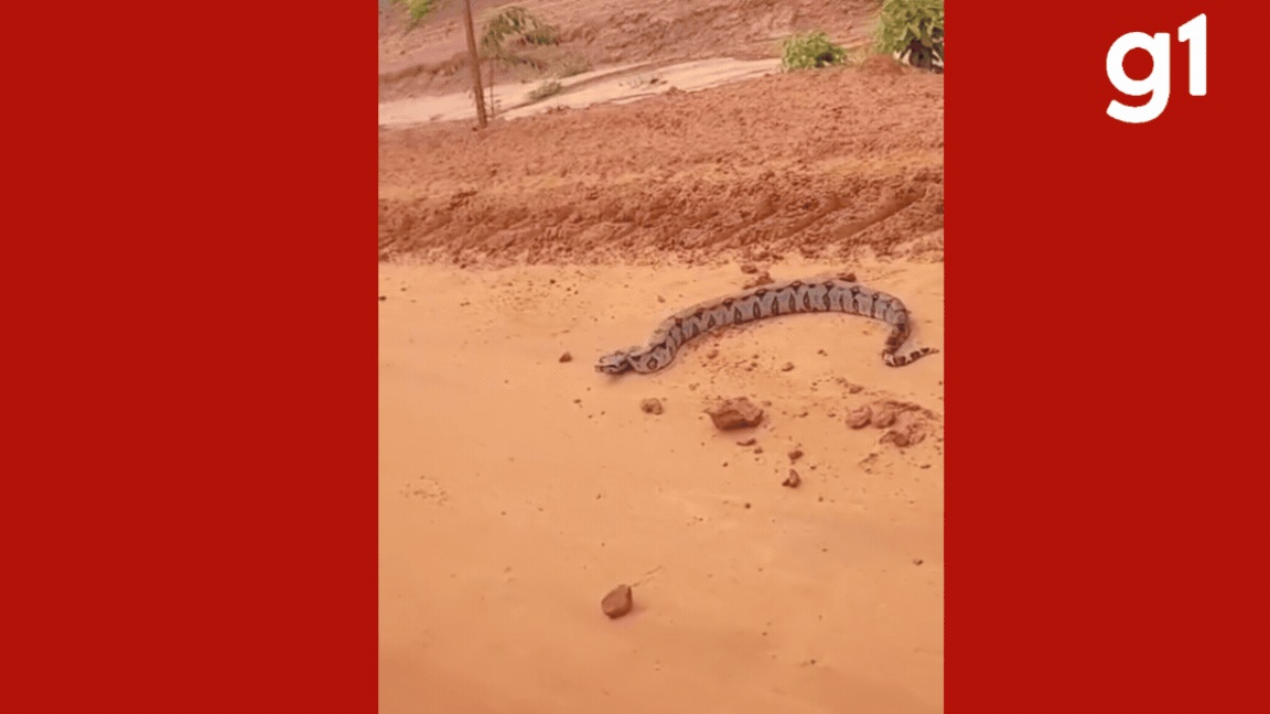Jiboia em Brasnorte: O Confronto que Revela o Desafio da Coexistência Humano-Animal no Mato Grosso