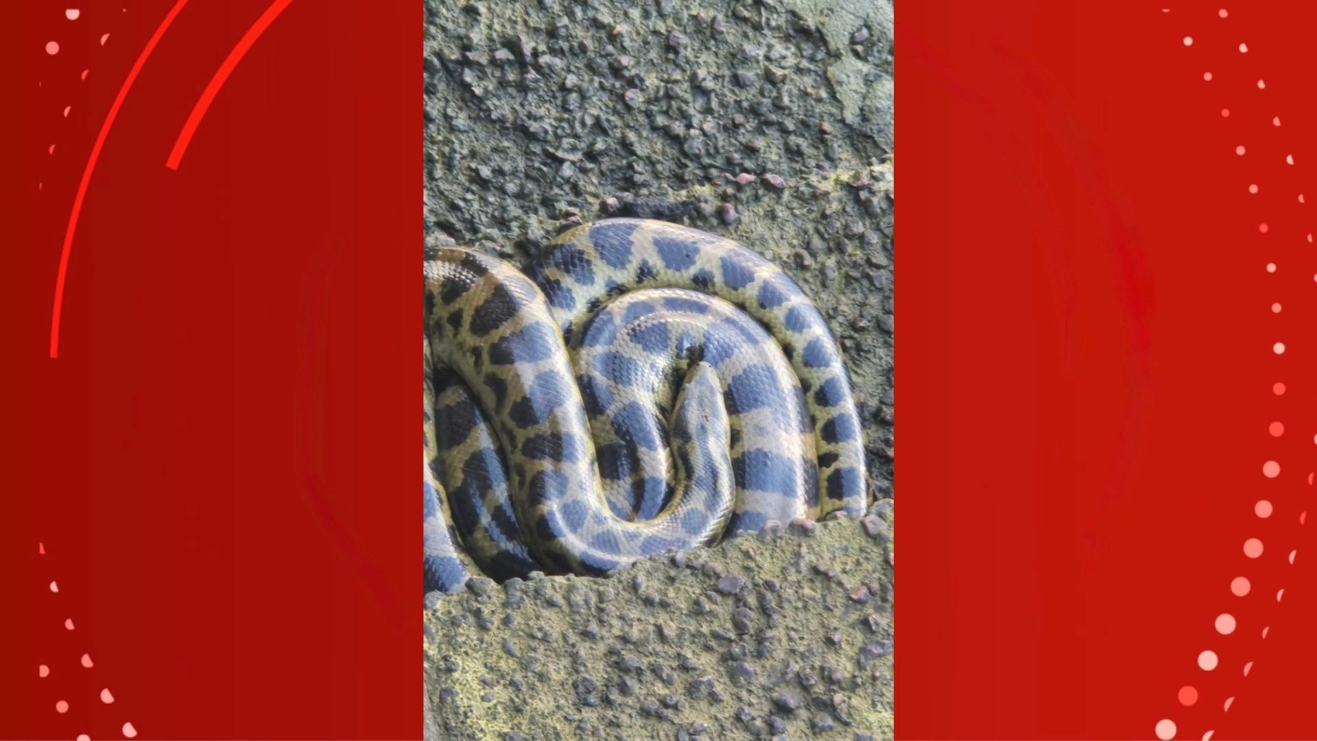 A Sucuri na Orla de Macapá: Um Espelho da Convivência Humano-Fauna na Amazônia Urbana