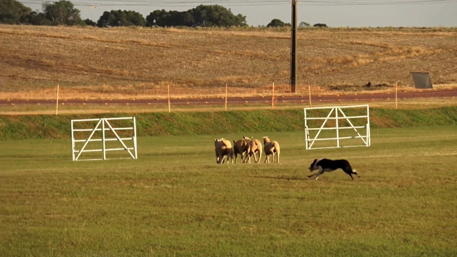 Guarapuava Consolida-se como Polo do Pastoreio Canino: O Impacto Regional e Global da Elite Border Collie