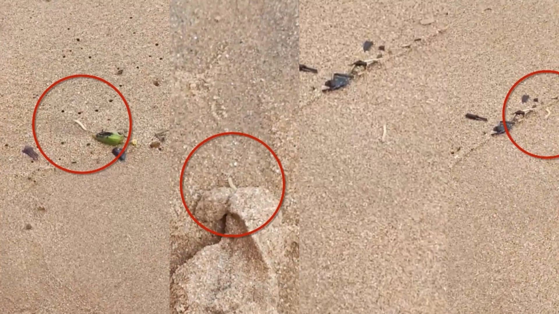 Incidência de Larvas em Praias de Iriri: Um Sinal do Ecossistema Costeiro em Transformação