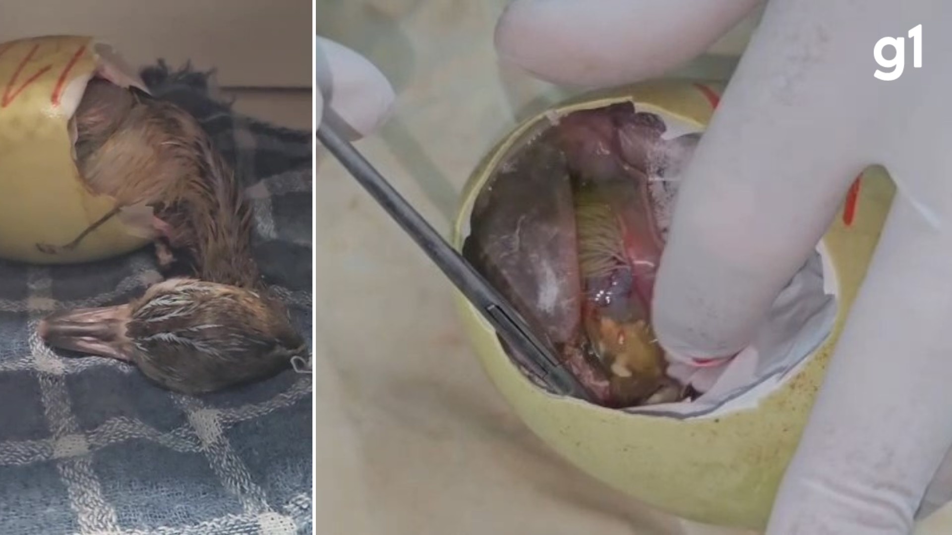 O Papel Crucial da Ciência na Preservação de Espécies Nativas na Serra Gaúcha